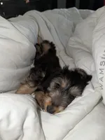charlie, a male Miniature Dachshund for sale in Pompano Beach, FL – 3 of 5