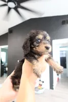 Hazey , a female Miniature Dachshund for sale in Pompano Beach, FL – 2 of 2