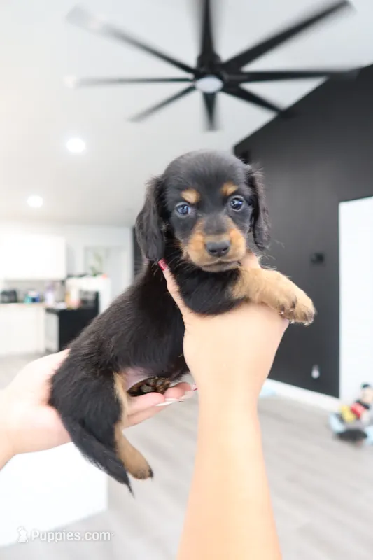 Winnie – Miniature Dachshund puppy for sale in Pompano Beach, FL