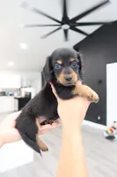 Winnie, a male Miniature Dachshund for sale in Pompano Beach, FL – 1 of 2