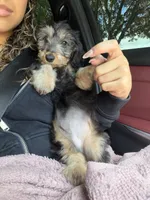 charlie, a male Miniature Dachshund for sale in Pompano Beach, FL – 4 of 5