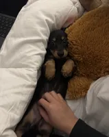 HAZELS 2026 LITTER , a  Miniature Dachshund for sale in Coral Springs, FL – 6 of 10