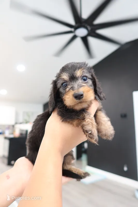 Troop – Miniature Dachshund puppy for sale in Pompano Beach, FL