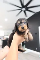Troop, a male Miniature Dachshund for sale in Pompano Beach, FL – 1 of 2