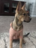 Kano, a male Belgian Malinois for sale in Lawrenceville, GA – 4 of 8