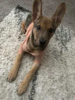 Kano, a male Belgian Malinois for sale in Lawrenceville, GA – 2 of 8
