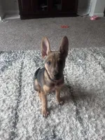 Kano, a male Belgian Malinois for sale in Lawrenceville, GA – 7 of 8