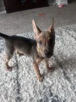 Kano, a male Belgian Malinois for sale in Lawrenceville, GA – 3 of 8