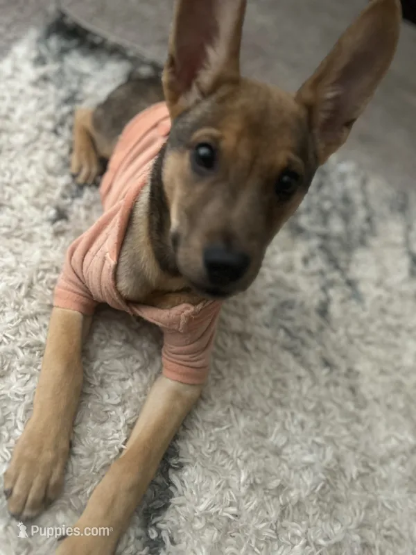 Kano – Belgian Malinois puppy for sale in Lawrenceville, GA