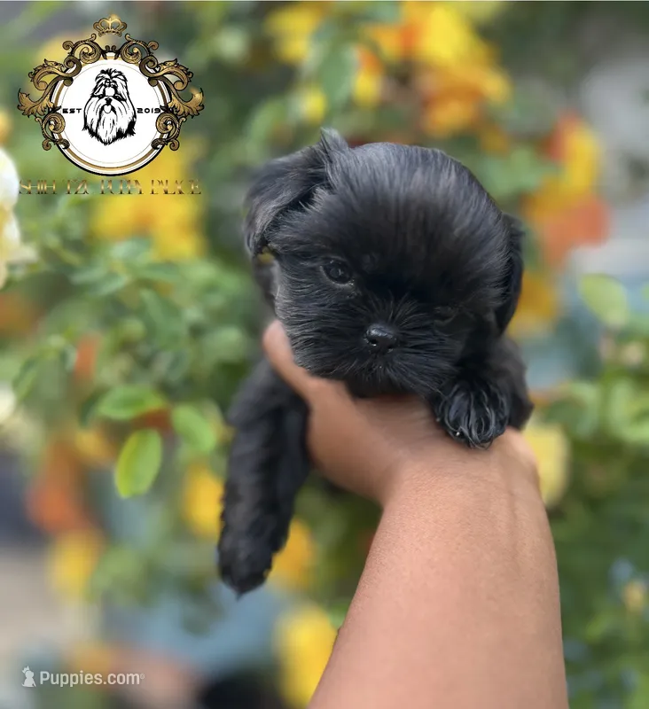 Bella  – Shih Tzu puppy for sale in Clinton, MS