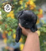 Bella , a female Shih Tzu for sale in Clinton, MS – 1 of 4