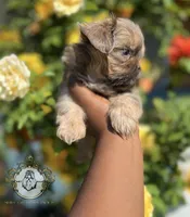 Bluey , a male Shih Tzu for sale in Clinton, MS – 4 of 4