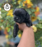 Bella , a female Shih Tzu for sale in Clinton, MS – 2 of 4