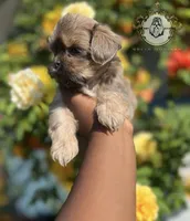 Bluey , a male Shih Tzu for sale in Clinton, MS – 2 of 4