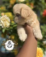 Louie , a male Shih Tzu for sale in Clinton, MS – 3 of 3