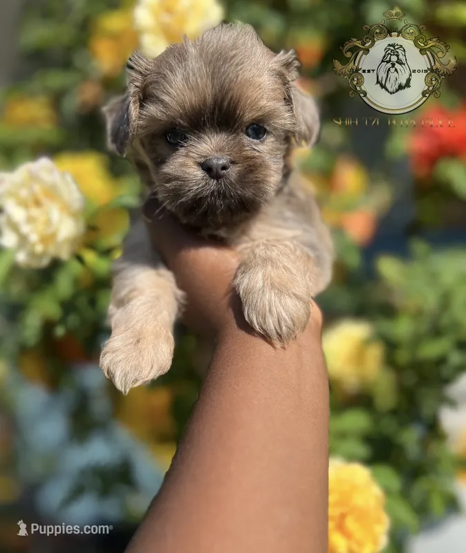 Bluey  – Shih Tzu puppy for sale in Clinton, MS
