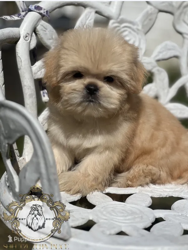 Louie  – Shih Tzu puppy for sale in Clinton, MS