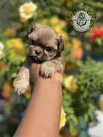 Sasha , a female Shih Tzu for sale in Clinton, MS – 2 of 5