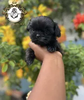 Bella , a female Shih Tzu for sale in Clinton, MS – 3 of 4