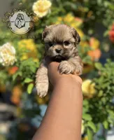 Sasha , a female Shih Tzu for sale in Clinton, MS – 4 of 5