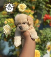Louie , a male Shih Tzu for sale in Clinton, MS – 2 of 3