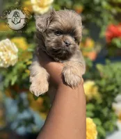 Bluey , a male Shih Tzu for sale in Clinton, MS – 3 of 4
