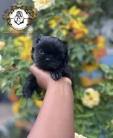 Bella , a female Shih Tzu for sale in Clinton, MS – 4 of 4
