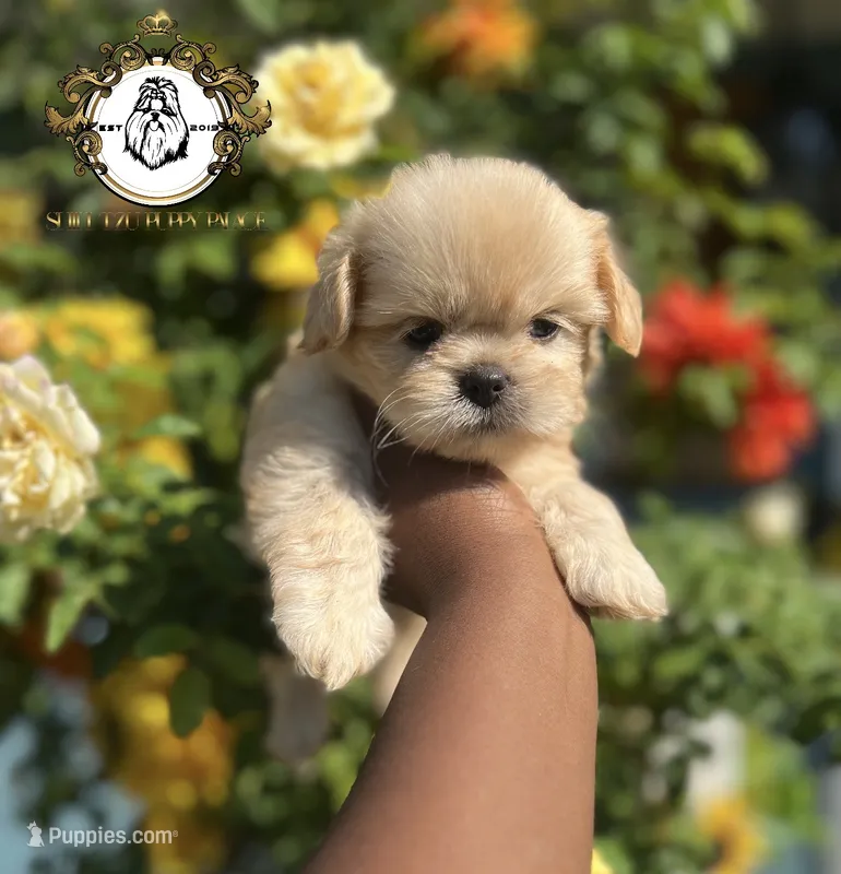 Louie  – Shih Tzu puppy for sale in Clinton, MS