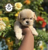 Louie , a male Shih Tzu for sale in Clinton, MS – 1 of 3