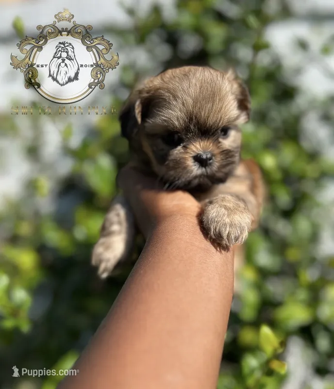 Sasha  – Shih Tzu puppy for sale in Clinton, MS