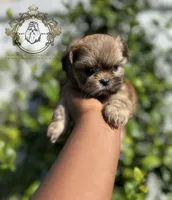Sasha , a female Shih Tzu for sale in Clinton, MS – 1 of 5