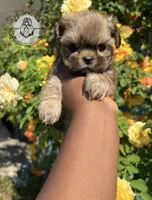 Sasha , a female Shih Tzu for sale in Clinton, MS – 3 of 5