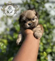Sasha , a female Shih Tzu for sale in Clinton, MS – 5 of 5