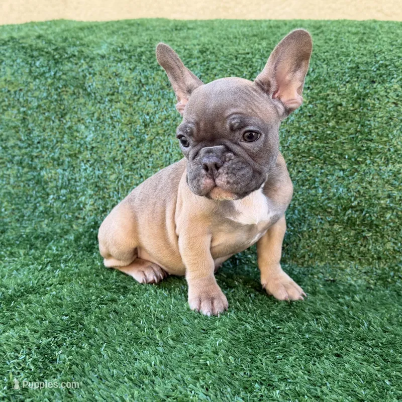 11 week Blue Fawn – French Bulldog puppy for sale in Victorville, CA