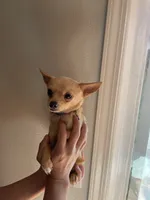Rango , a male Chihuahua for sale in Vancouver, WA – 3 of 3