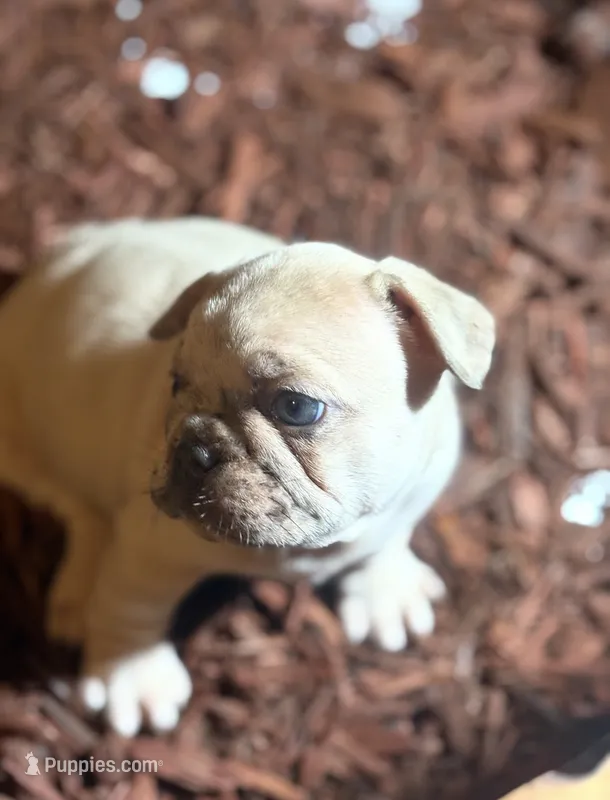 Fat Daddy – French Bulldog puppy for sale in Los Angeles, CA