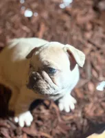 Fat Daddy, a male French Bulldog for sale in Los Angeles, CA – 1 of 3