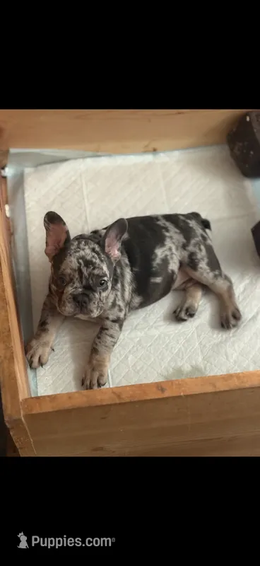 Girlfriend – French Bulldog puppy for sale in Los Angeles, CA