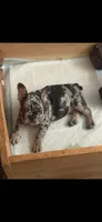 Girlfriend, a female French Bulldog for sale in Los Angeles, CA – 1 of 2