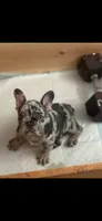 Girlfriend, a female French Bulldog for sale in Los Angeles, CA – 2 of 2