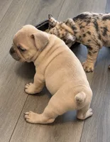 Fat Daddy, a male French Bulldog for sale in Los Angeles, CA – 2 of 3