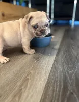 Fat Daddy, a male French Bulldog for sale in Los Angeles, CA – 3 of 3