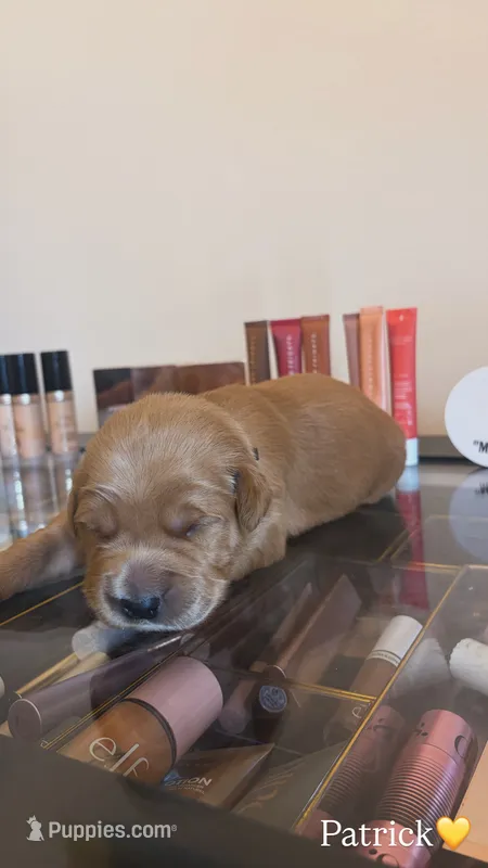 Patrick – Golden Retriever puppy for sale in Lockwood, MO
