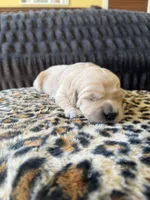 Dodge, a male Golden Retriever for sale in Lockwood, MO – Photo 2 of 2