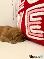 Nissan, a female Golden Retriever for sale in Lockwood, MO – Photo 1 of 2