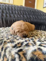 Nissan, a female Golden Retriever for sale in Lockwood, MO – Photo 2 of 2