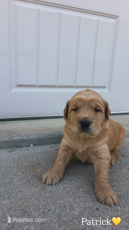 Patrick  – Golden Retriever puppy for sale in Lockwood, MO