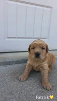 Patrick , a male Golden Retriever for sale in Lockwood, MO – 1 of 1