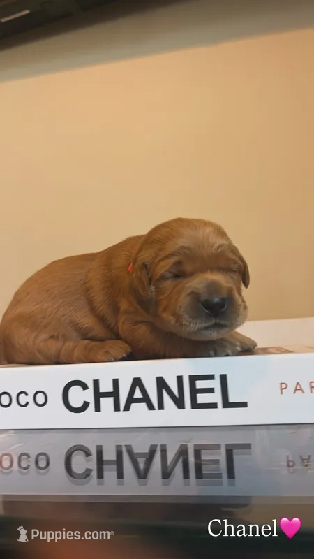 Chanel – Golden Retriever puppy for sale in Lockwood, MO