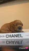 Chanel, a female Golden Retriever for sale in Lockwood, MO – 1 of 1